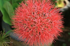 Scadoxus multiflorus